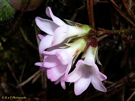 {Epigaea repens}